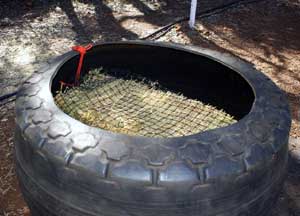 Tying a net inside a tyre (never use a tractor tyre as it's large enough to trap a horse that falls in) is a good option for shod horses. 