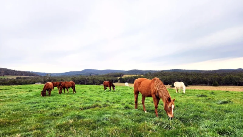 Our story - Natural Horse World HerdGrazingOnGreenHill-scaled-1