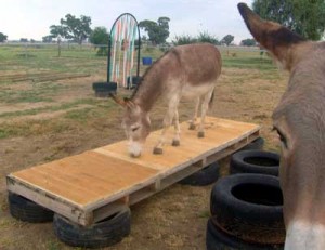 Donkey on agility bridge