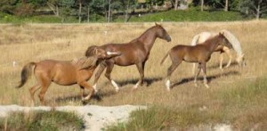 FoalsFather