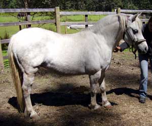 A breeders neglect results in laminits.