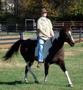 DanDollarbridleless