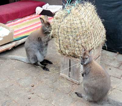 HaySaver Knotted Hay Net 3, 4 & 6cm hole size - Natural Horse World Wallabynet