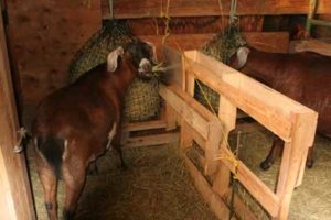 goatshaynet