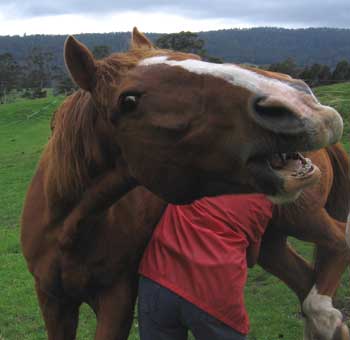 JackScratch