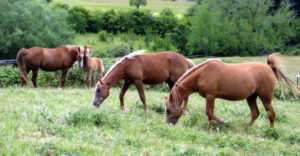 Foal and siblings