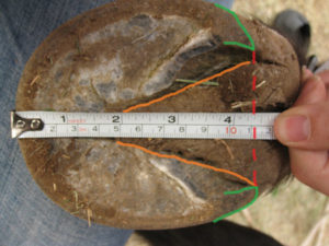 MeasureHeellength