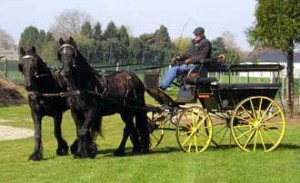 Bitless Driving - Natural Horse World Bitlessdrivingpair