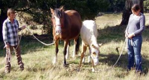 Gelding a Colt - Natural Horse World GeldedDakoda