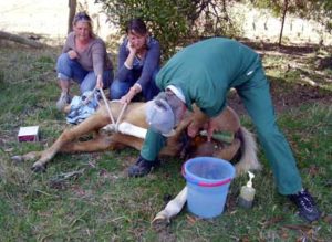 Gelding a Colt - Natural Horse World GeldingDakoda