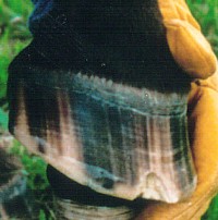 Seedy Toe in Horses: The Simple Fix and Long-Term Solution - Natural Horse World Seedytoe2