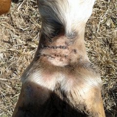 Mud Fever Greasy Heel