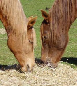 Horses Eating Hay