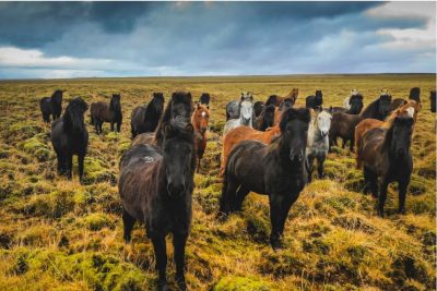 Icelandic ponies in a herd