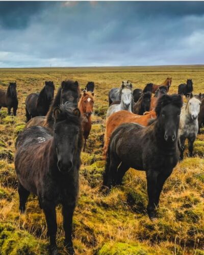 Icelandic ponies in a herd
