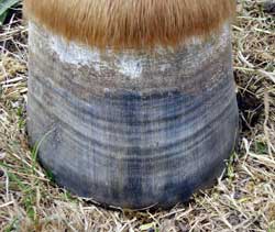 Sub clinical laminitis hoof rings.