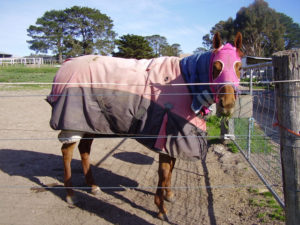Poor thing with rugs