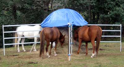 These horses have their own section to eat from which can help when first feeding a group on a round bale.