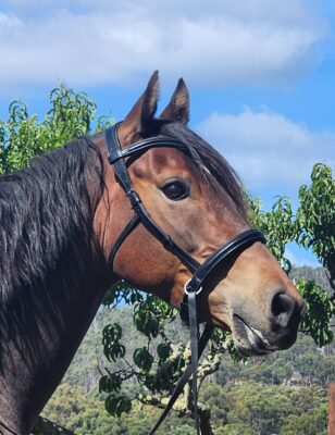 Gus in Full Size Amalia bridle