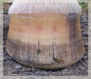 Feeding minerals can make a remarkable difference to the health of the hoof. 