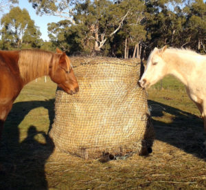 Horses happily eating from the round bale with a Haysaver Net. 