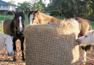Round Bale Hay Net