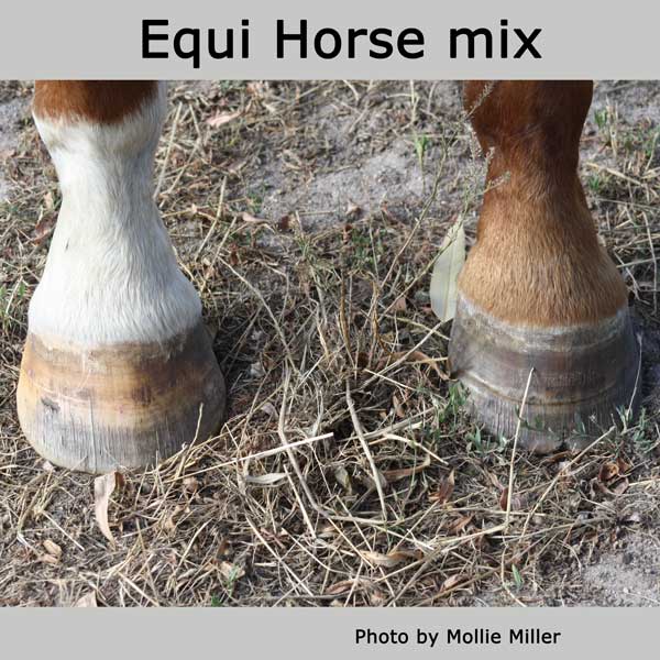 Equi Horse Mineral Mix by Balanced Equine - Natural Horse World EquiHorseMix-MMiller
