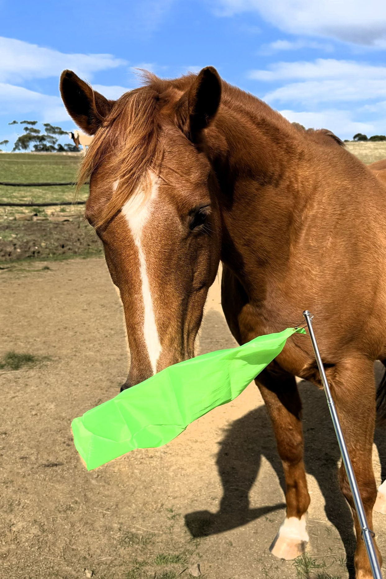 Slick Stick Flag - Natural Horse World Slick Stick Flag Green large