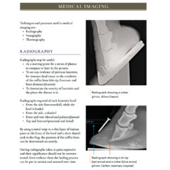 LaminitisBookP103