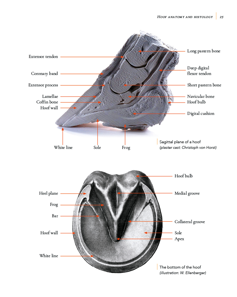 Laminitis – Understanding, Cure, Prevention By Remco Sikkel - Natural Horse World LaminitisBookP25