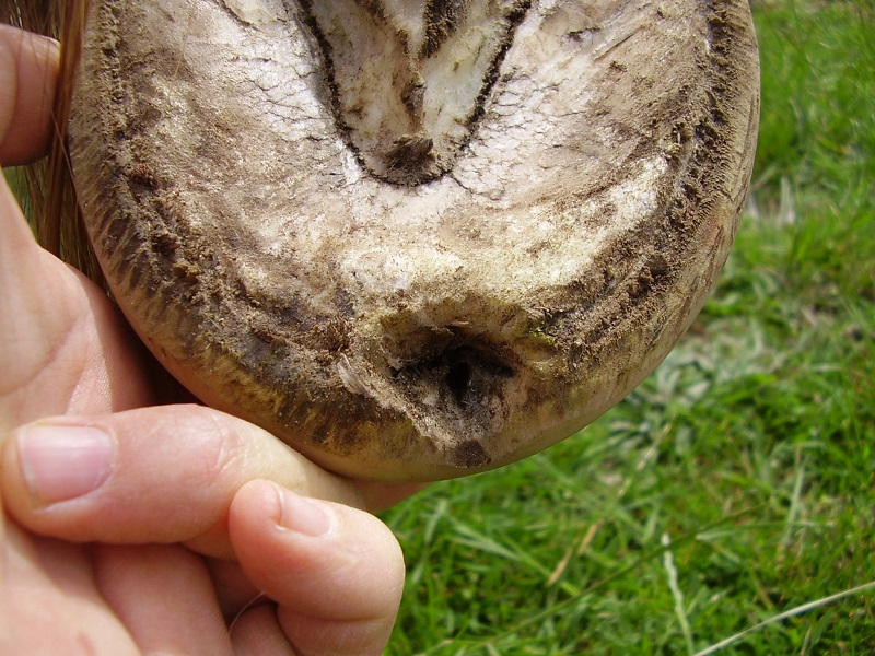 Seedy Toe in Horses: The Simple Fix and Long-Term Solution - Natural Horse World Seedy Toe