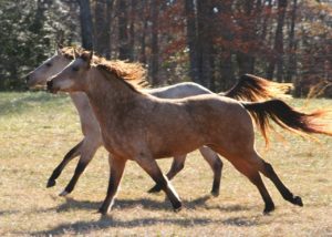 Horses running