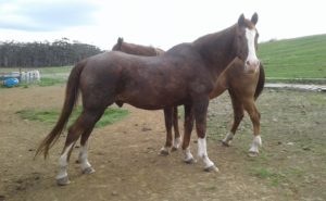 Equicentral yard