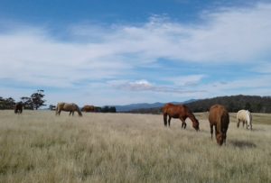 Pasture Grazing Herd