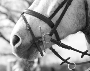 Flash Noseband