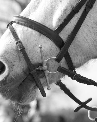 Flash Noseband
