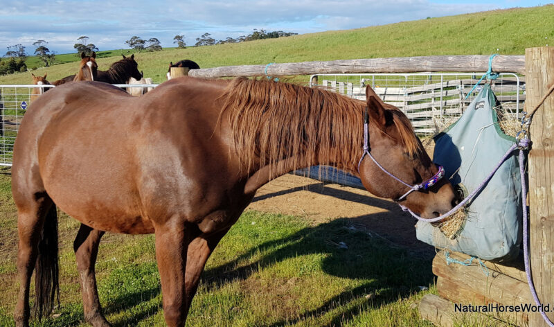 Safely tying your horse