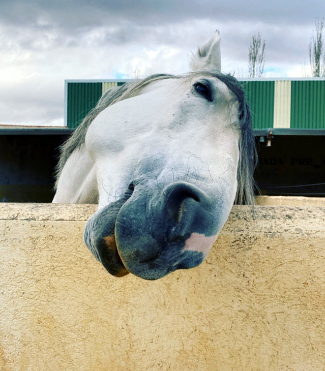 The Best Way To Love Your Horse - Natural Horse World SurenoNoseLockiePhillips
