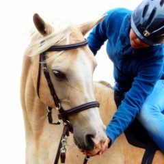 Bitless Bridles