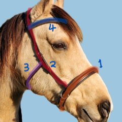 Amalia Bridle measuring
