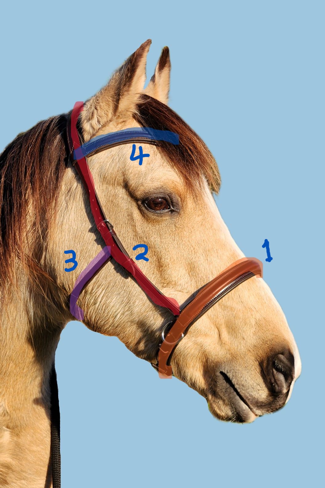 Amalia Bridle measuring