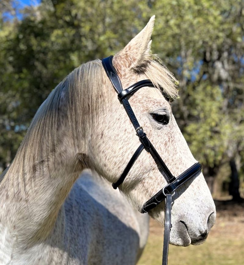 Amalia Bitless Bridle