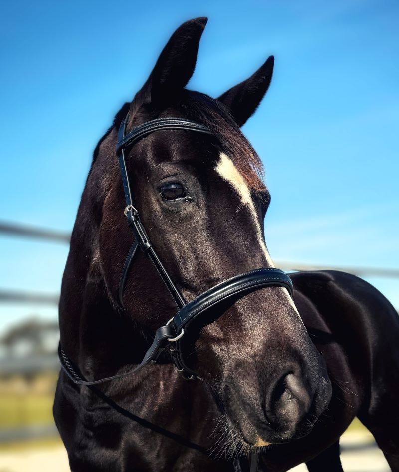 LightRider Amalia Bitless Bridle - Image 7