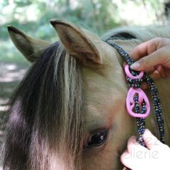 Hooki-pinkOnHalterHorse