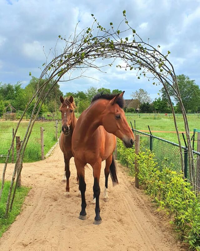 Horse-Safe Herbs & Shrubs - Natural Horse World HerbBorderLimeTreeArchIreneHeemskerk