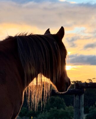 When Fencing Fails – and the Lesson I’ll Never Forget - Natural Horse World AriaSunset