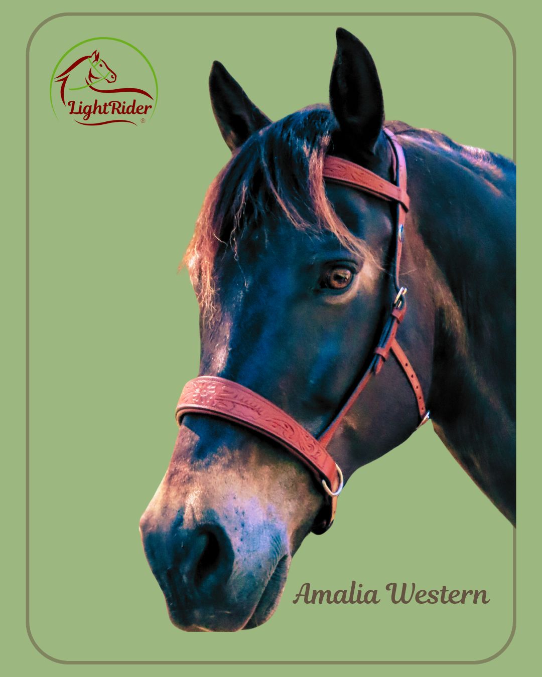 LightRider Amalia Western Bitless Bridle - Natural Horse World LightRider Amalia Western bitless bridle Tan on Bay horse