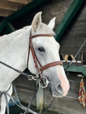 A detailed close-up of a white horse with a bridle and bit.