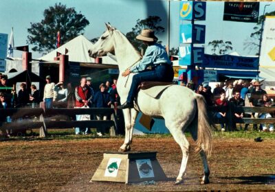 Manny & Cynthia Agfest bridleless on stand. 