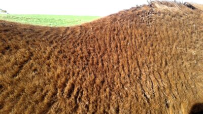 A rough coat may indicate worms